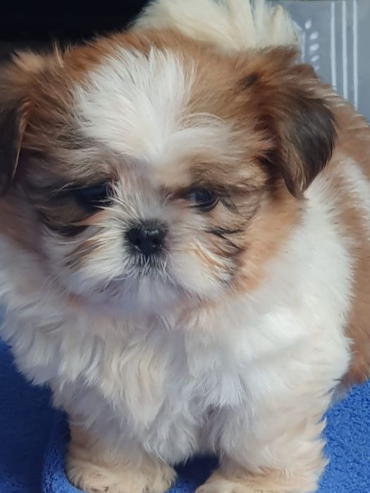 Shih tzu /Urocza  mini sunia