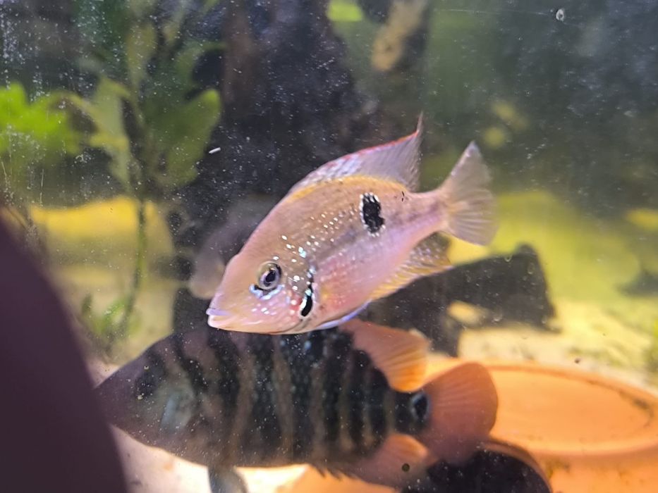 Vendo cicledeos americanos grandes 
Astronotus ocellatus
