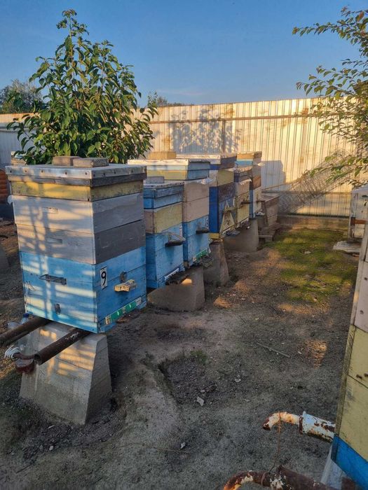 Пасіка,вулики,бджоли