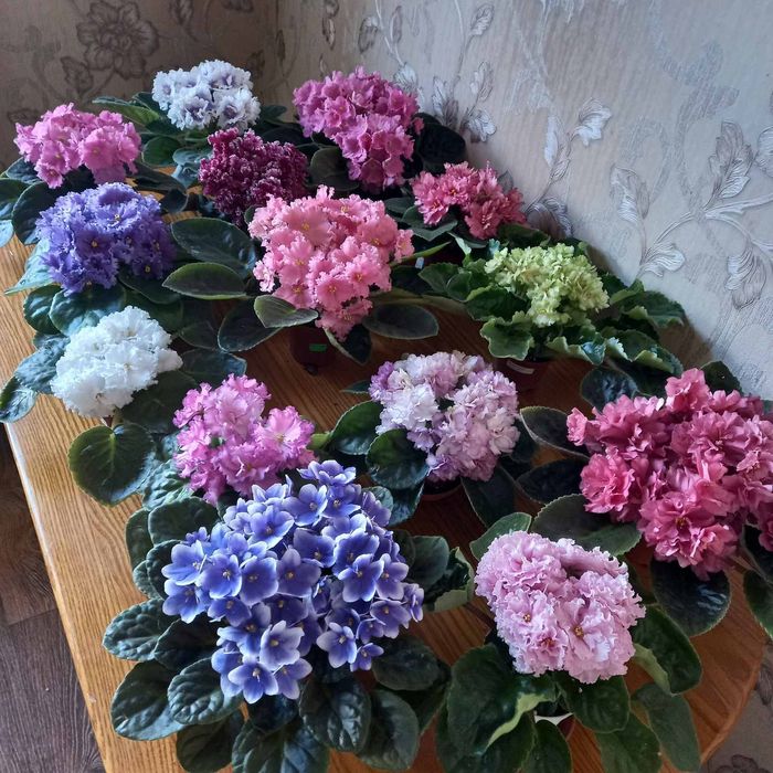 Продам сенполії (фіалочки) більше 600 сортів