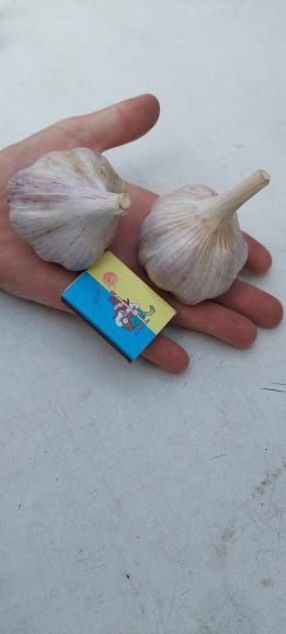 Продам озимий часник