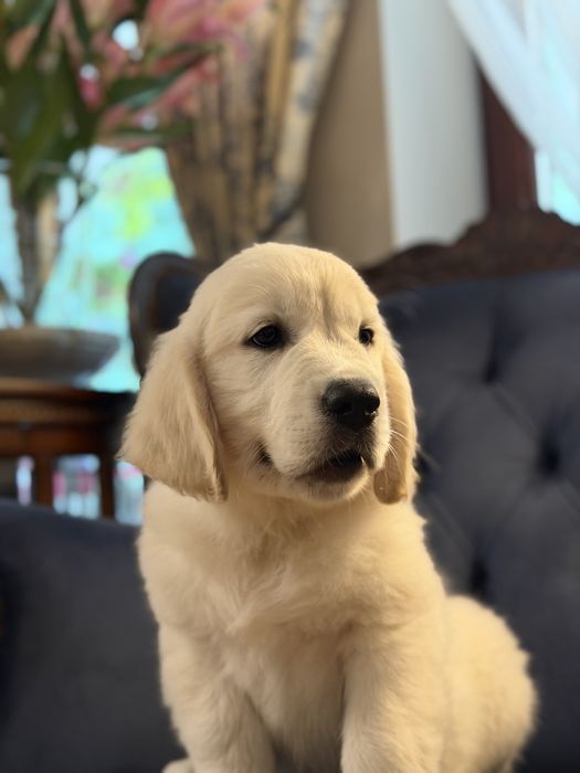 Szczeniak Golden Retriever ZKwP FCI GOTOWY DO ODBIORU