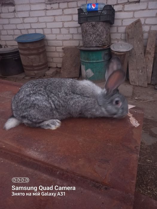 Кролики,кролі,вухаті