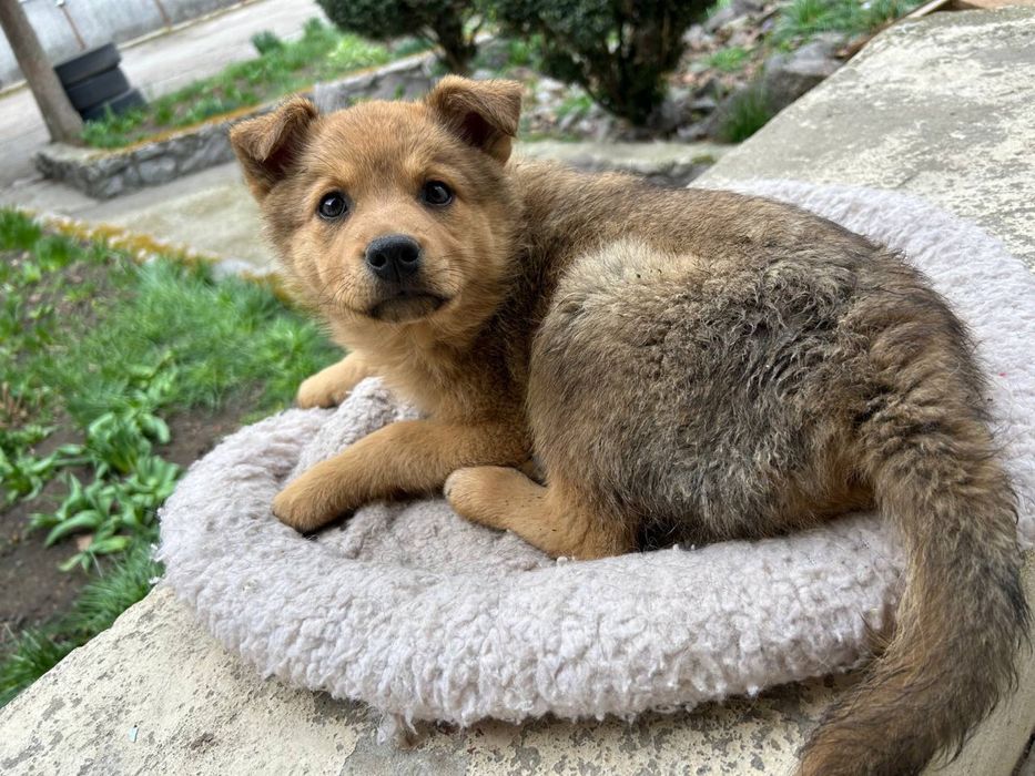 Цуценя шукає дім