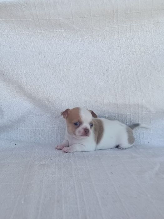 Chihuahua linhagem mini