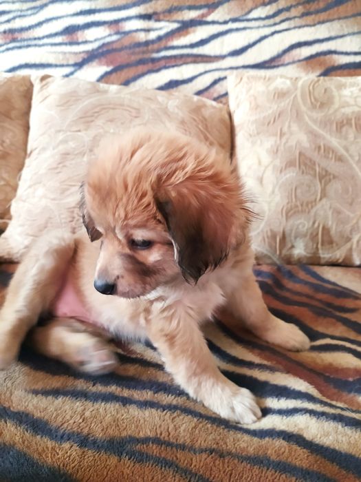 Собачка цуценя дівчинка