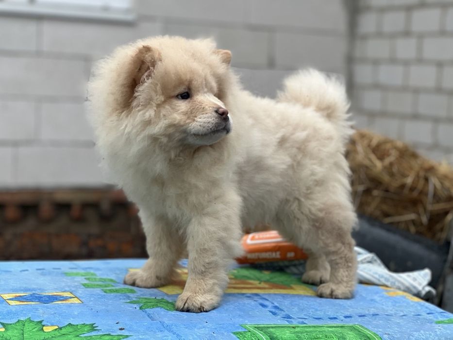 Классні ведмедики-чау. Доставка !