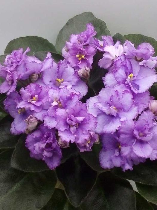Міні та напівміні фіалки