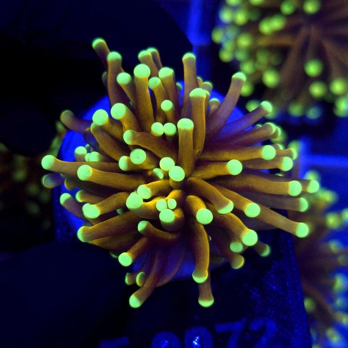Euphyllia glabrescens Gold fluo tips - 1 głowa - Kingdom of Corals