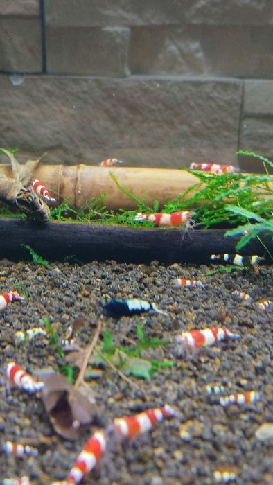 Krewetki młode osobniki