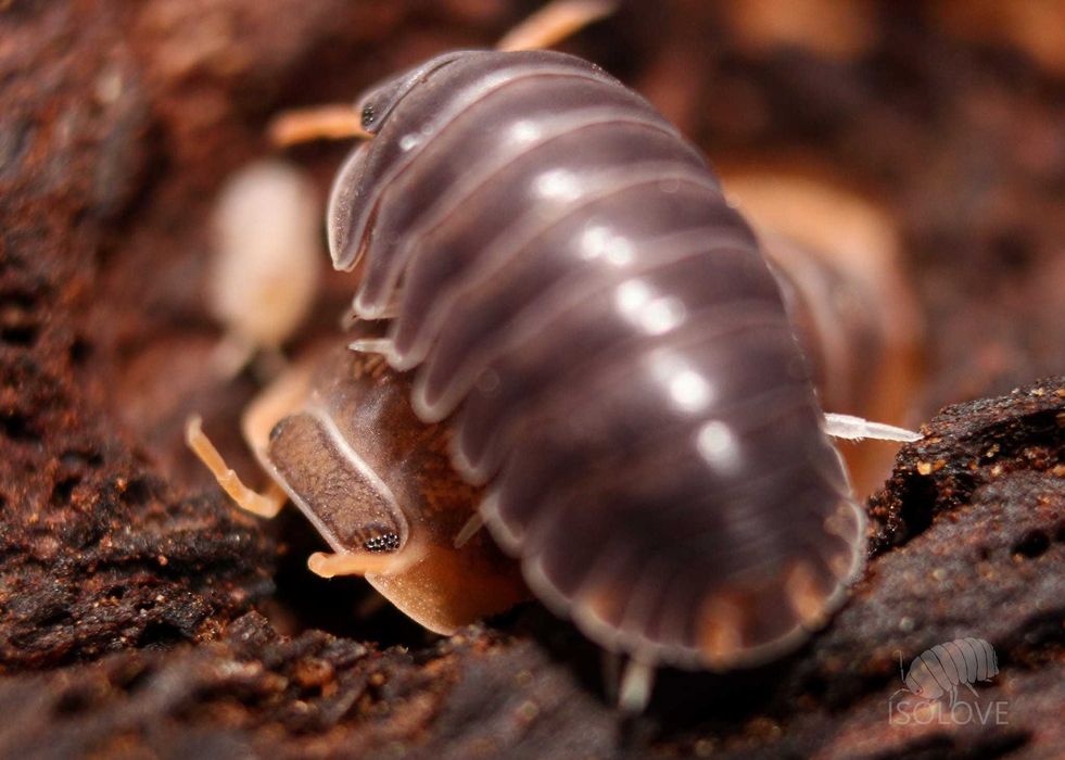 Armadillidae sp. "Miyako" lub "Japanese red edge", równonogi, isopoda.