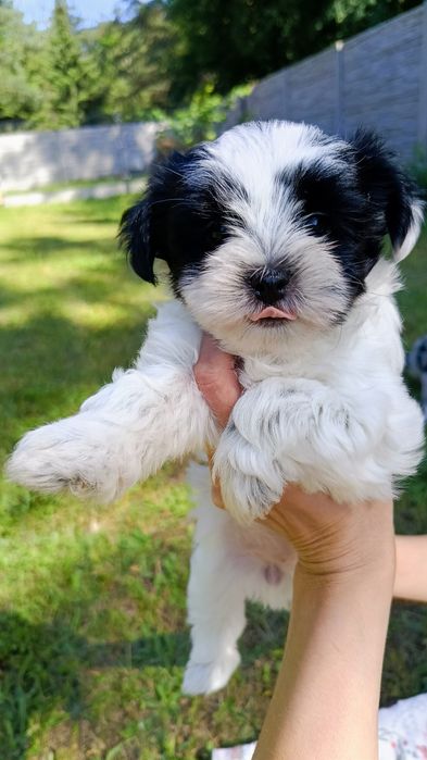 Yorkshire terrier suczka Biewer gotowa do odbioru !