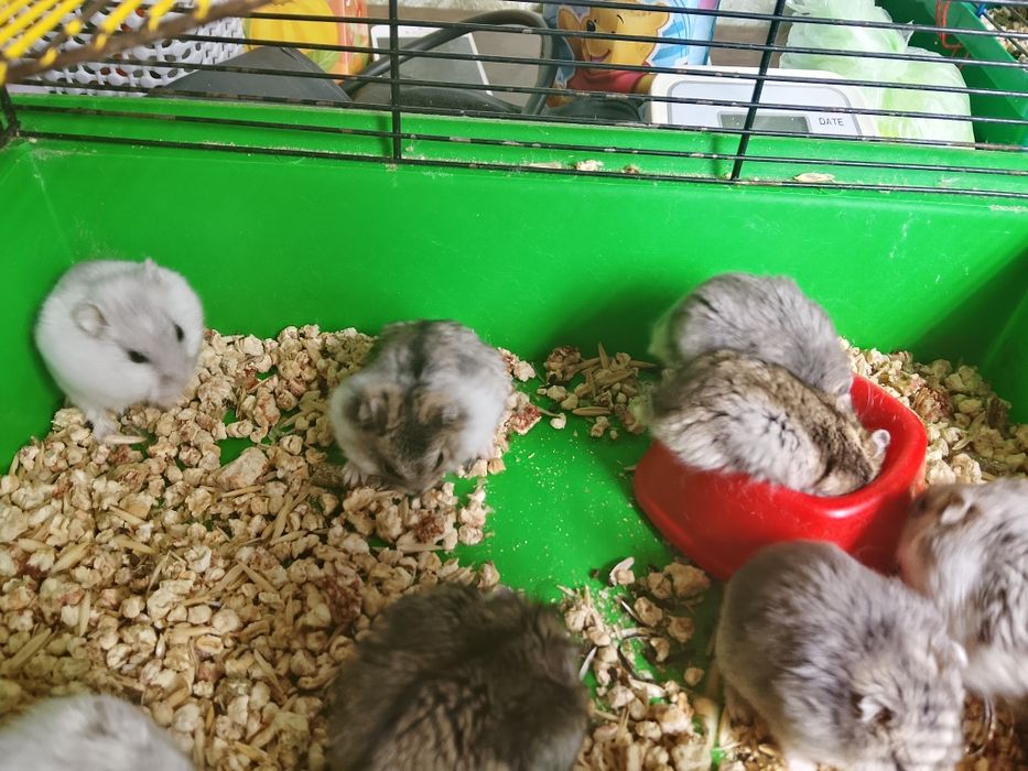 Джунгарские хомячки