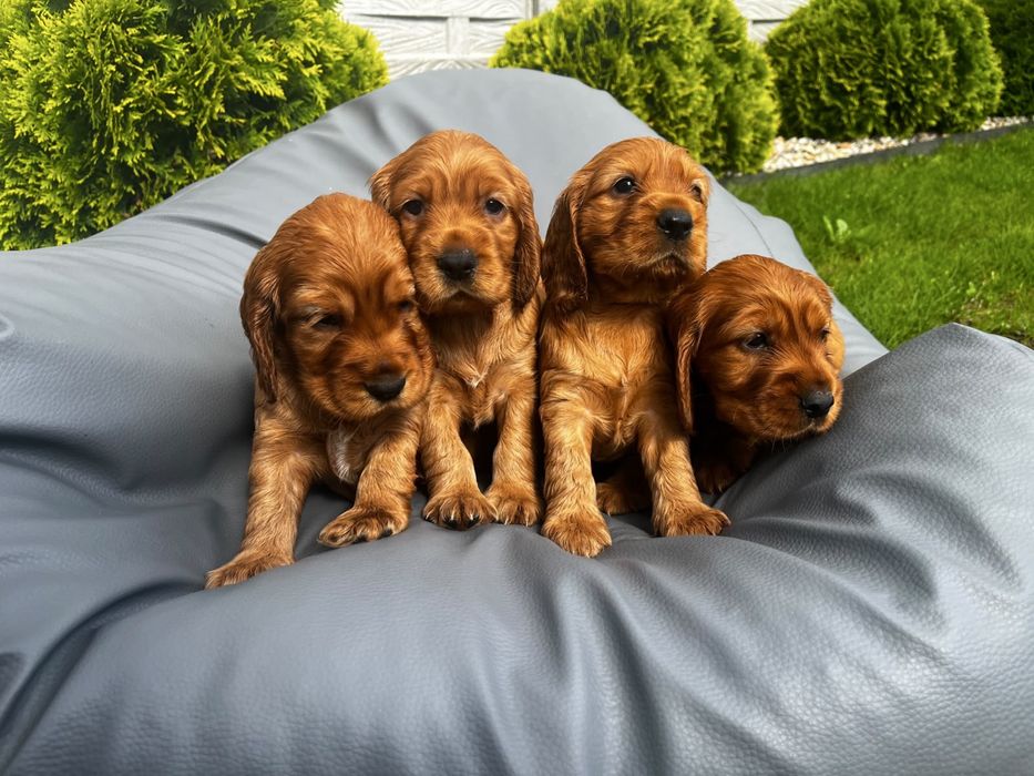Suczka cocker spaniel angielski