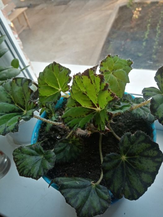 Бегония комнатная