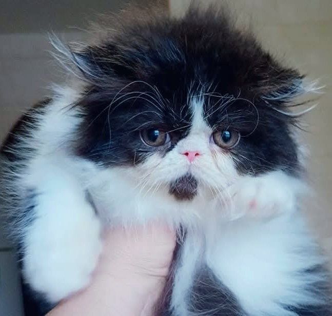 Чорно білий персидський хлопчик офіційний розплідник