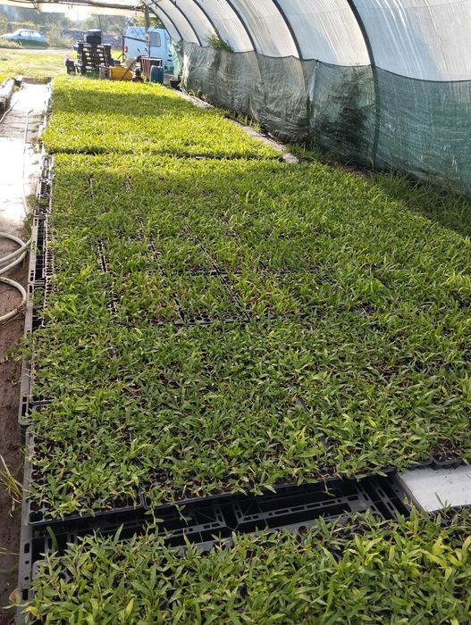 Relva brasileira s.Carlos