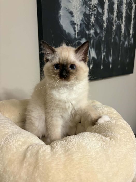 ZYTA Ragdoll  kotka rezerwacja