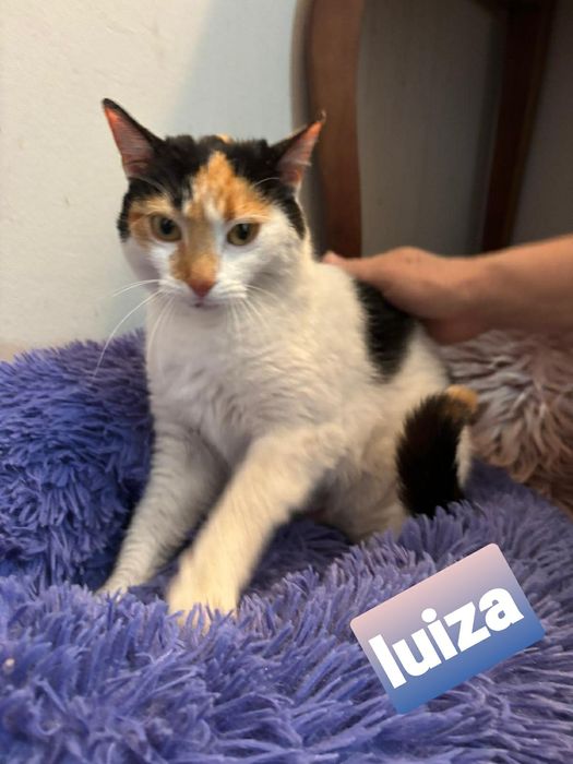 Urocza ,wysterylizowana kotka szuka kochajacego domu.