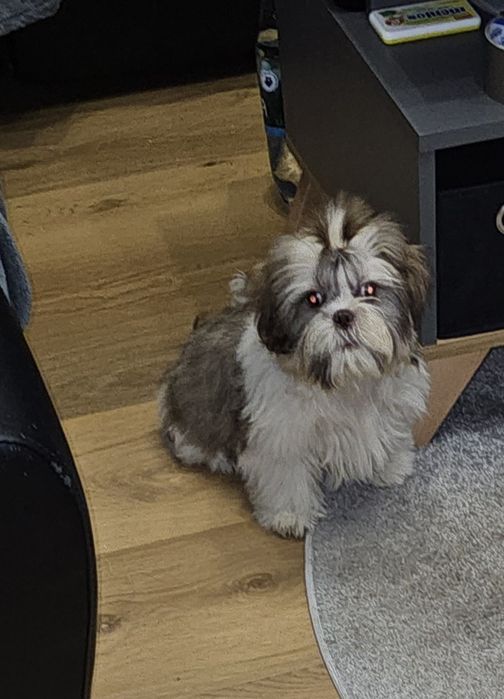 Shih tzu ostatni piesek