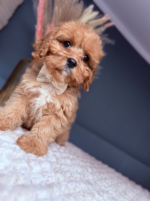 SUNIA Cavapoo do odbioru