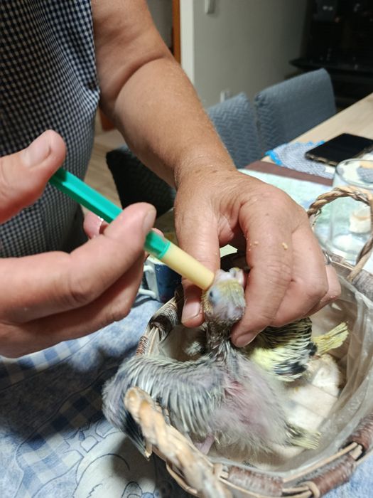 Caturras bebés a serem criadas