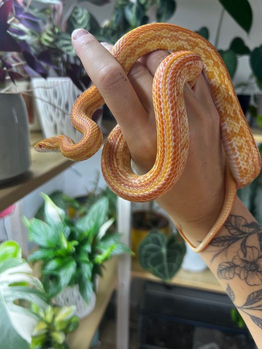 Wąż zbożowy plus terrarium