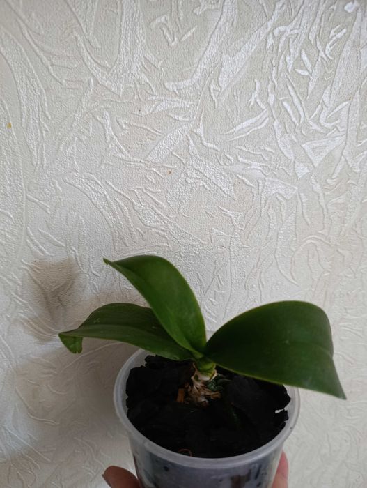 Орхидея фаленопсис