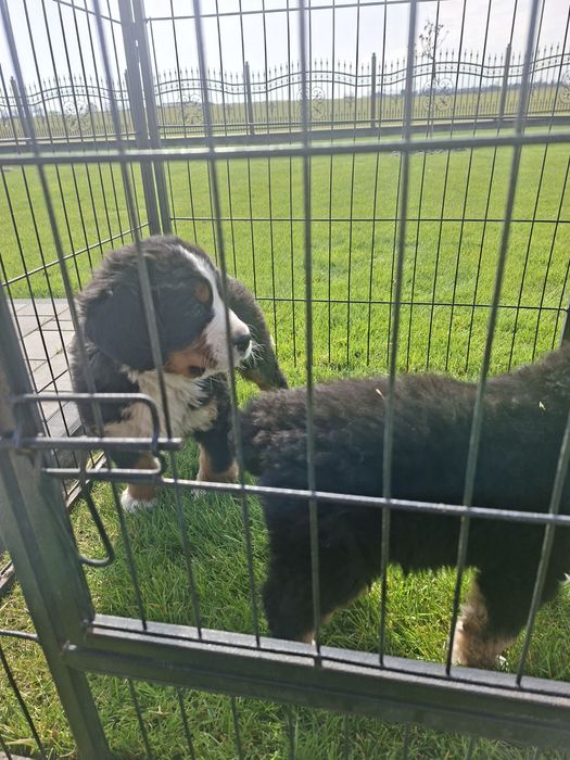 Berneński Pies Pasterski suczka