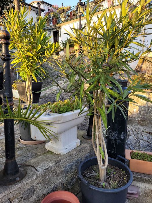 Planta exterior cedros