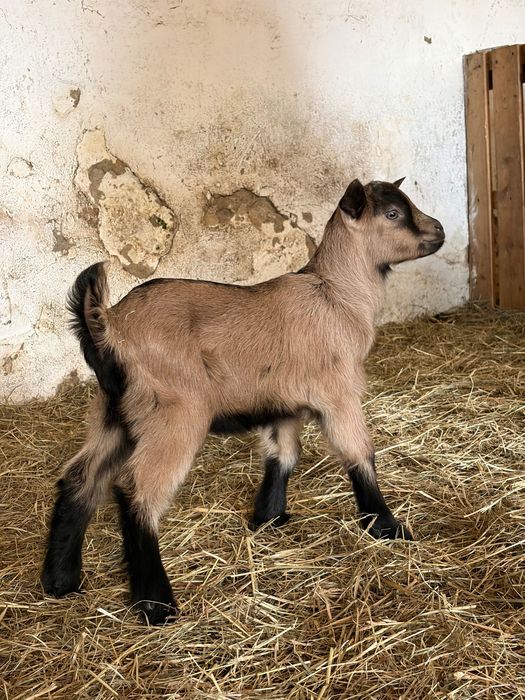 capy, capki, kozły, koziołki alpejskie 100% i 50% krwi, mleczne stado