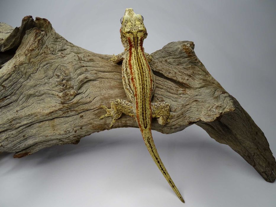 Gekon samiec Orange Stripe