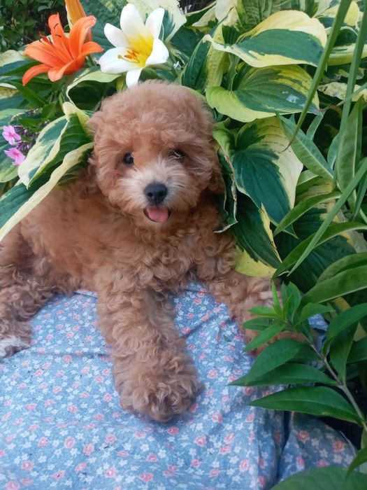 Мальтіпу - хлопчик