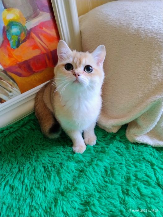 Котик британський золотий