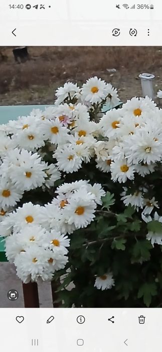 Хризантема- ромашка