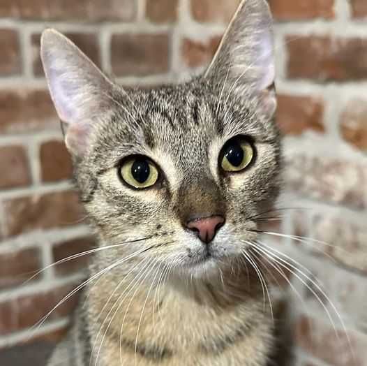 LULI - młody bury kocurek do adopcji