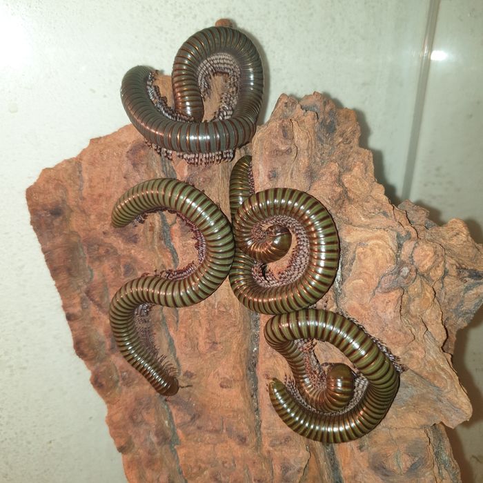 MŁODE WIJE Telodeinopus aoutii wij wije krocionogi kenijskie hodowla d