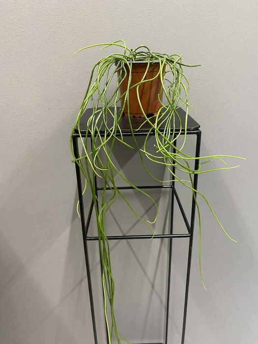 Rhipsalis Heidelberg