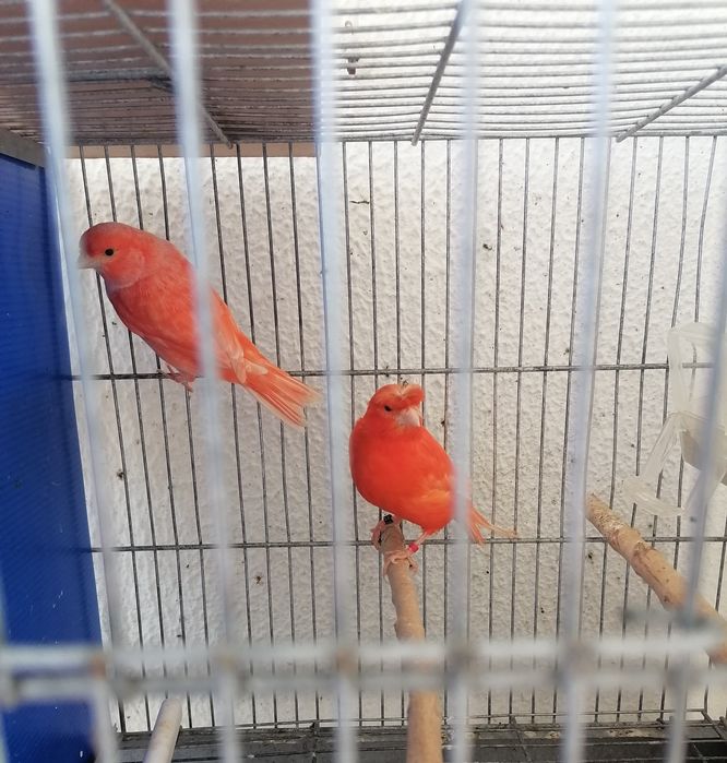 Canários poupa alemão vermelhos e sem poupa do ano 2025. .