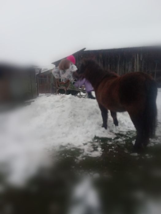 Sprzedam klacz z rodowodem