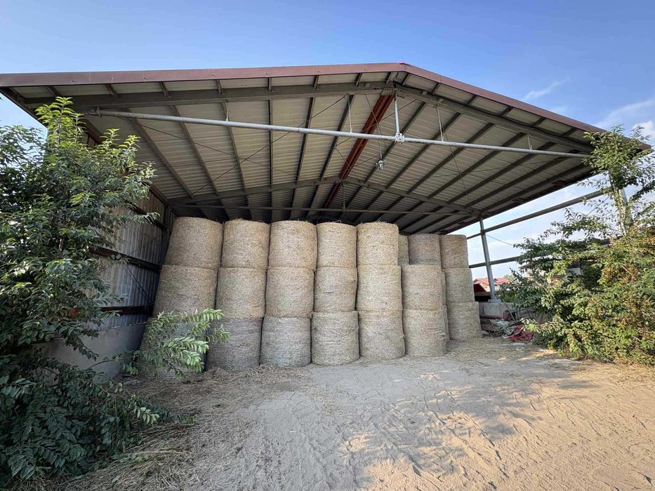 Siano w belach 2026 - przyjmuję zamówienia