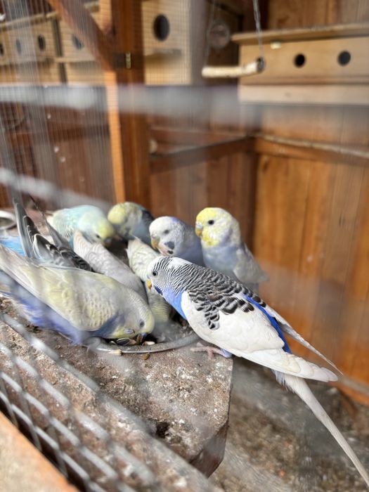 papugi zmienia woliere