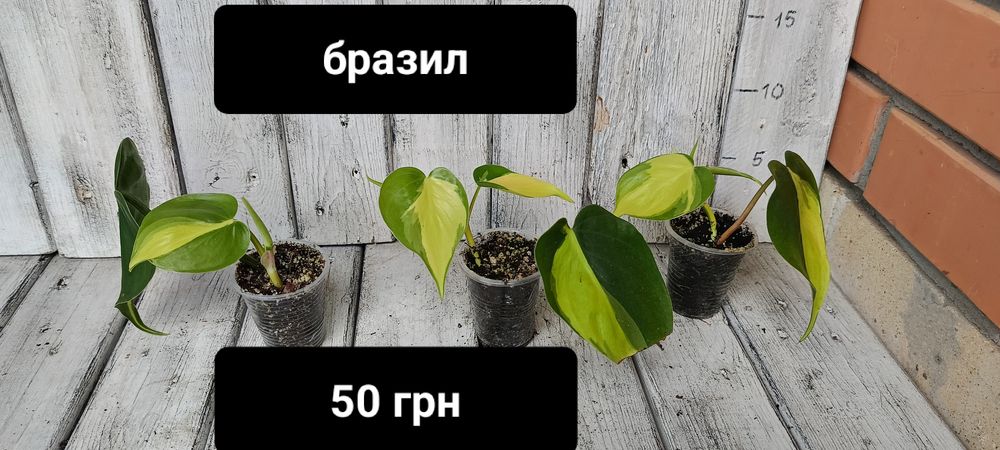 Филодендрон скаденс бразил