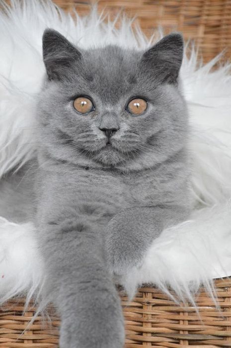 Kocurek brytyjski 5 msc puszek