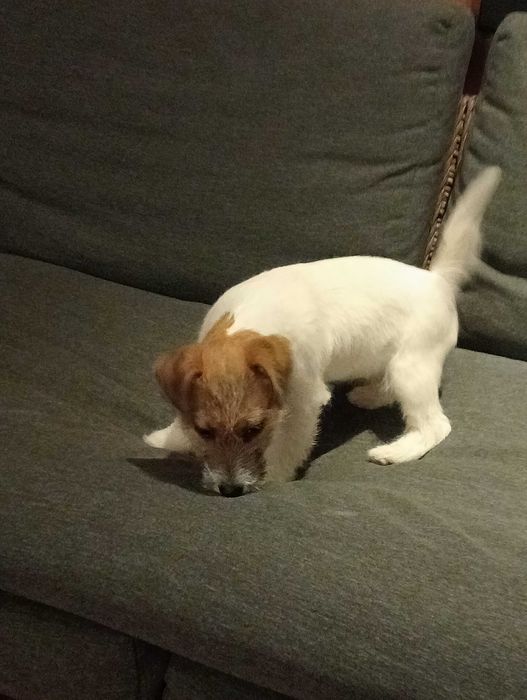 Jack RussellTerrier suczka