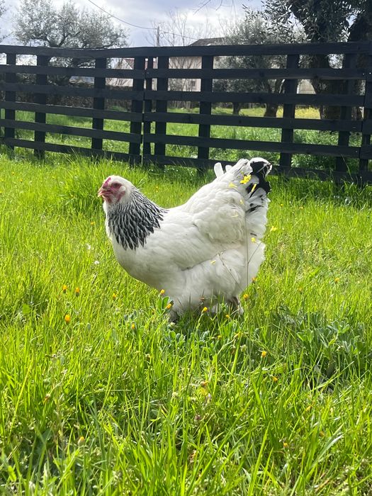 Ovos para incubação - Brahma Light