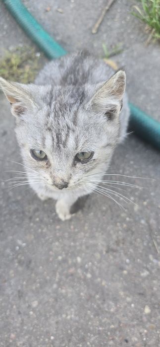 Oddam kotki w dobre rence