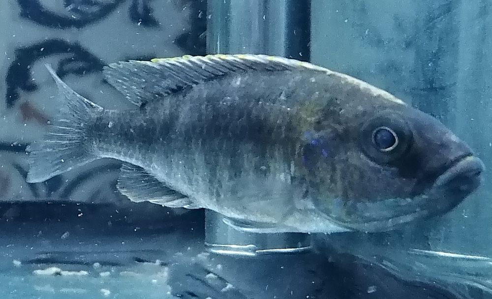 Ciclídeos Africanos- Aulonocaras Collco OB, Baenschi Benga