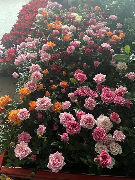 Шлюмбергера(Різдвяник) жовта і оранжева,троянда,антуріум,пуансетія