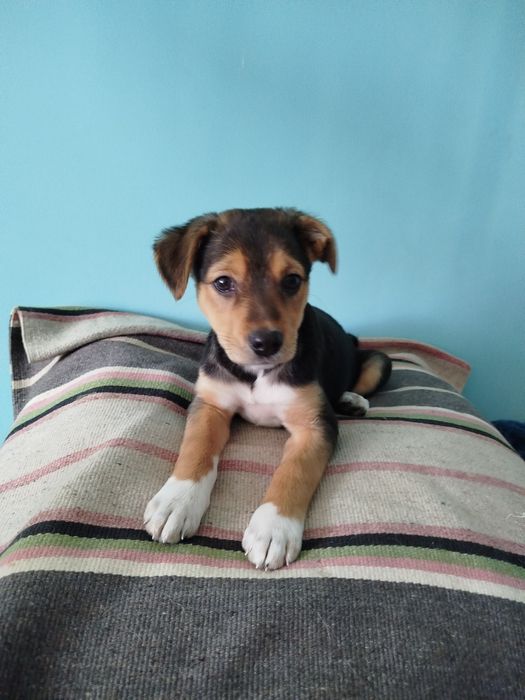 Щенуля ищет дом (щенуля, щенок, собака)